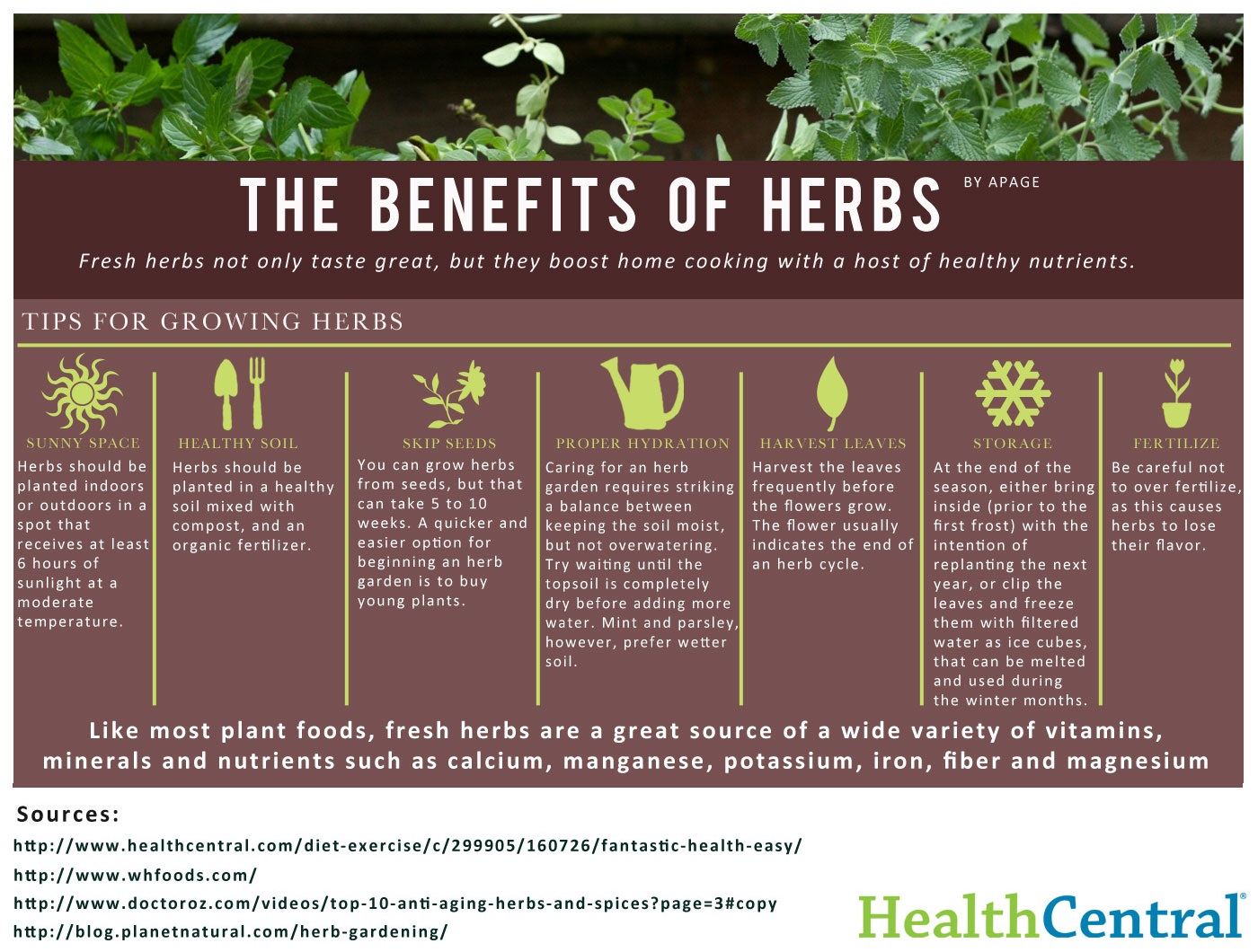 The Health Benefits Of Herbs [Infographic]